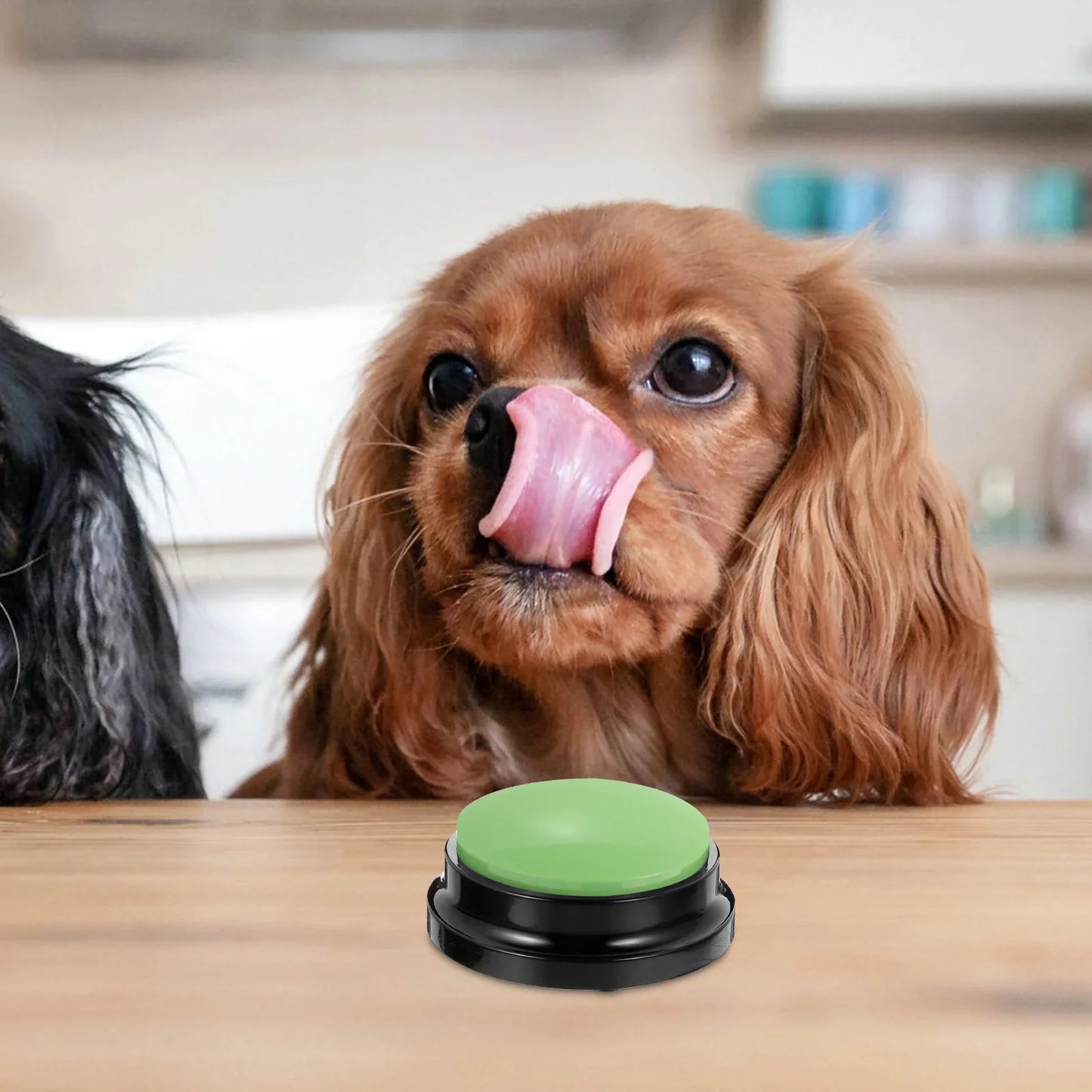 Jouet Interactif pour Chien - ChienParlant™ - Vert - Monchienmoncoeur