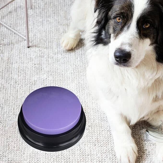 Jouet Interactif pour Chien - ChienParlant™ - Violet - Monchienmoncoeur