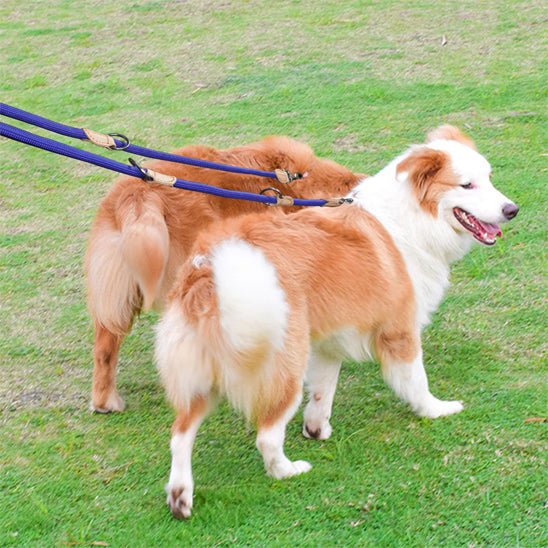 Laisse pour chien - Monchienmoncoeur