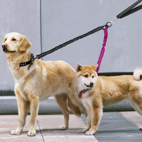 Laisse pour chien - Monchienmoncoeur