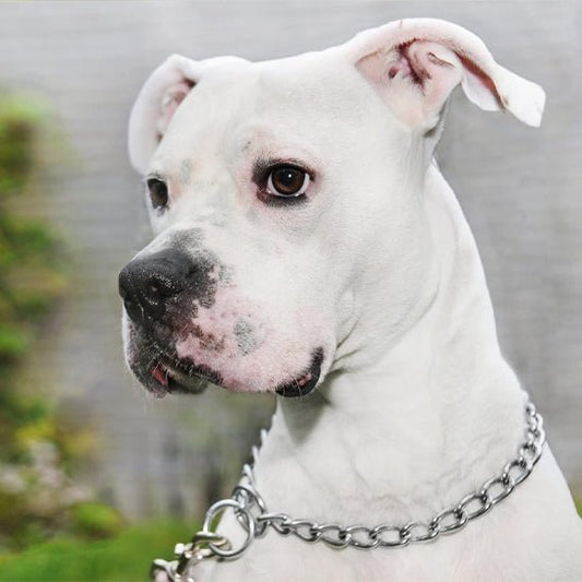 Collier pour chien - Monchienmoncoeur