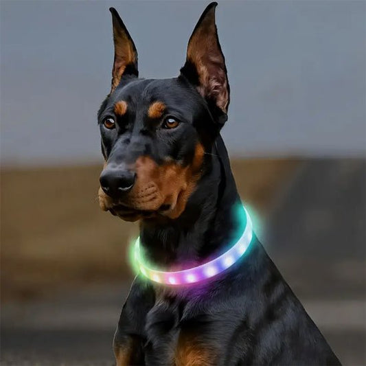 Collier pour chien - Monchienmoncoeur