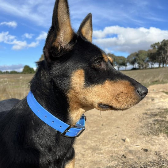 Collier pour chien - Monchienmoncoeur