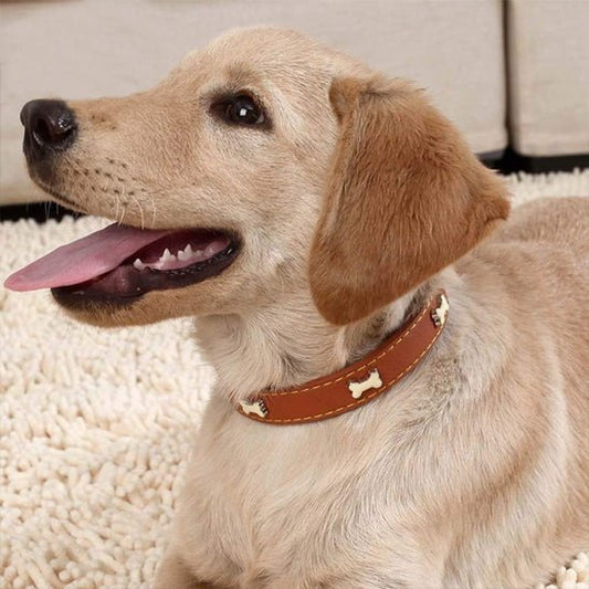 Collier pour chien - Monchienmoncoeur