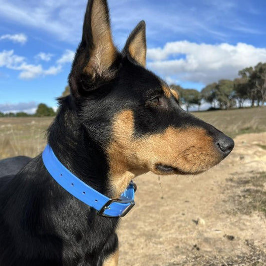 Collier pour chien - Monchienmoncoeur
