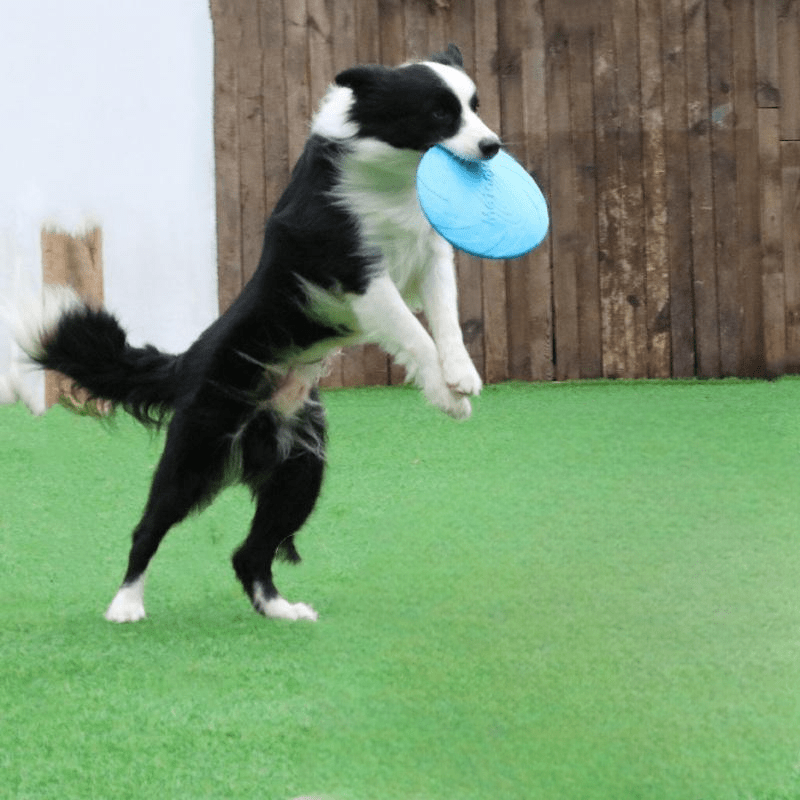 Frisbee Chien - FlyingDiscToys™ - Bleu - Monchienmoncoeur