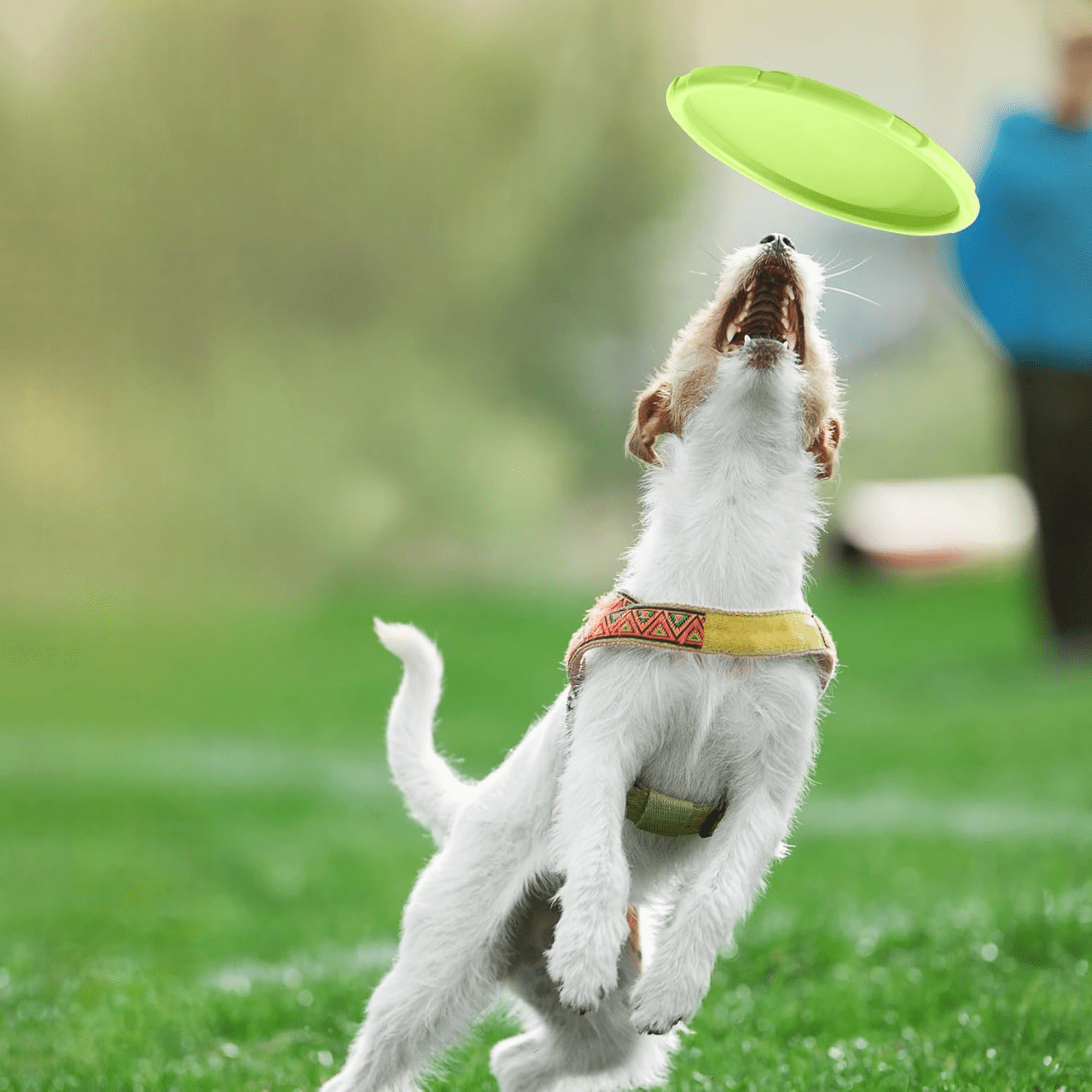 Frisbee Chien - FlyingDiscToys™ - Vert - Monchienmoncoeur