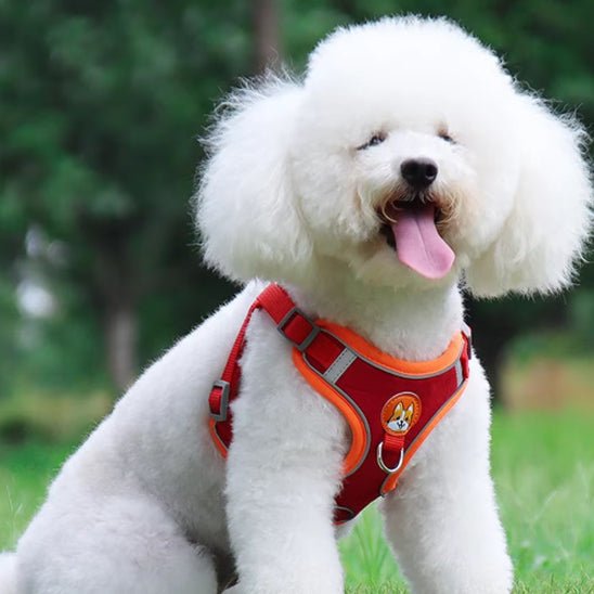 harnais pour chien - Monchienmoncoeur