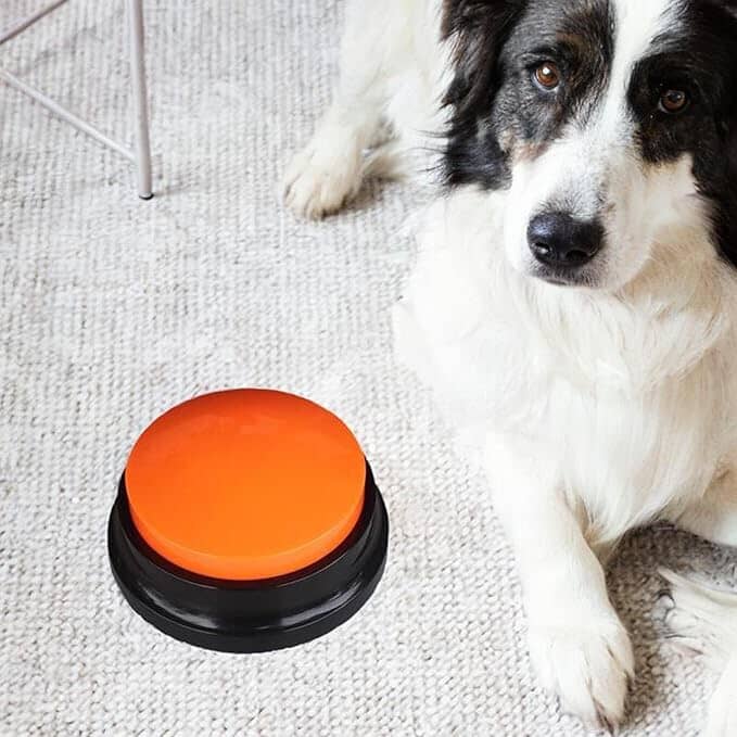 Jouet Interactif pour Chien - ChienParlant™ - Orange - Monchienmoncoeur