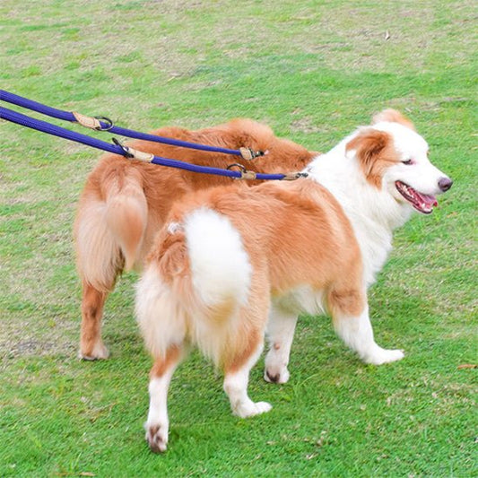 Laisse pour chien - Monchienmoncoeur